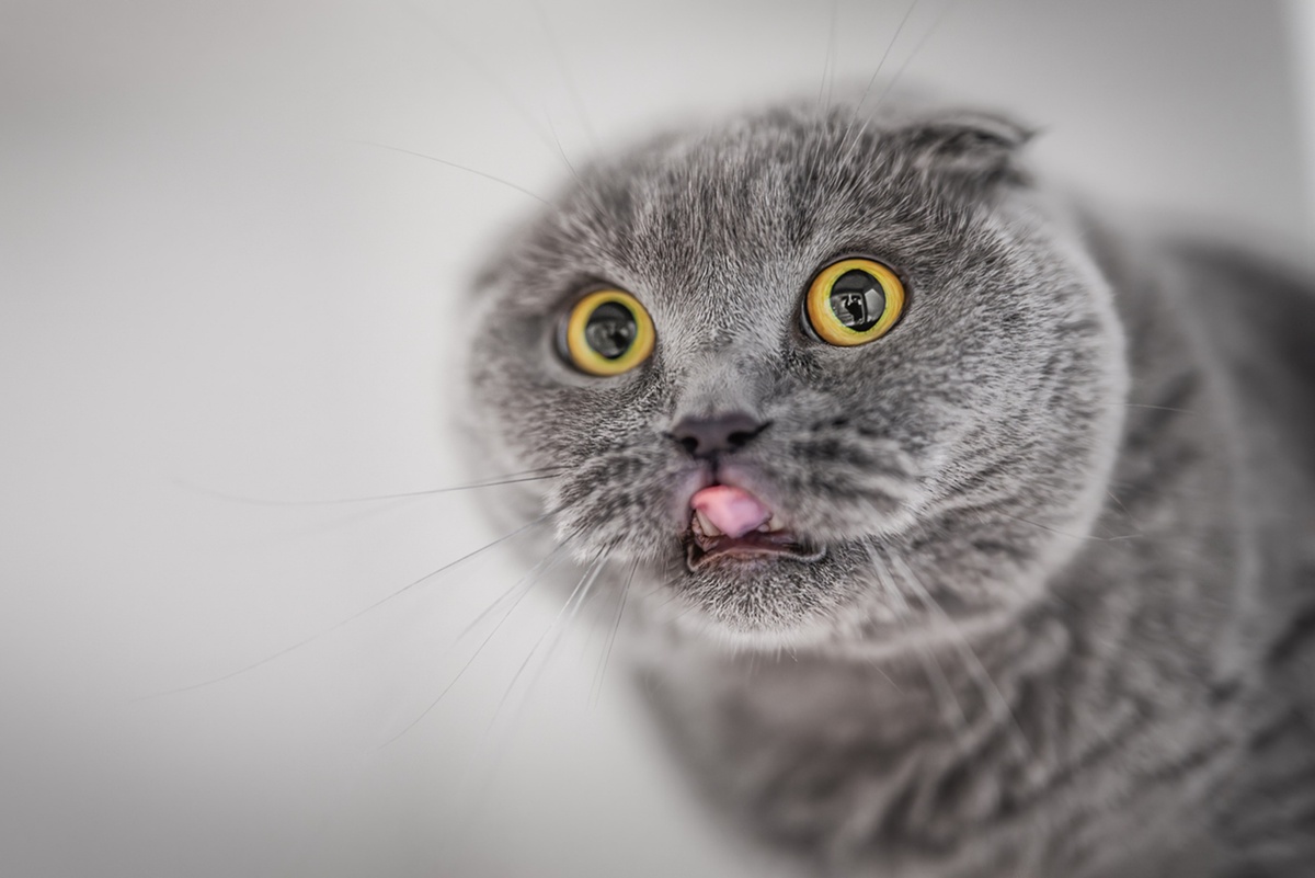    Британская короткошёрстная кошка/iStock