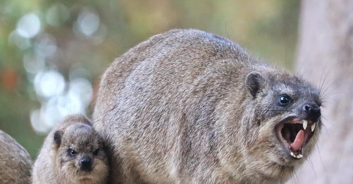 Адрес изображения https://cs14.pikabu.ru/post_img/2024/04/19/5/og_og_1713510576281592307.jpg