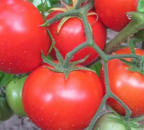 Томаты без хлопот: лучшие неприхотливые сорта для вашего огорода – обзор 5 сортов