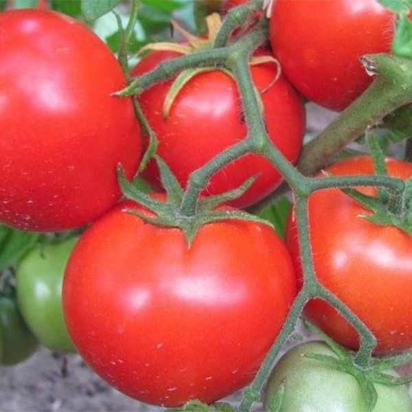 Томат Санька — чемпион среди неприхотливых сортов