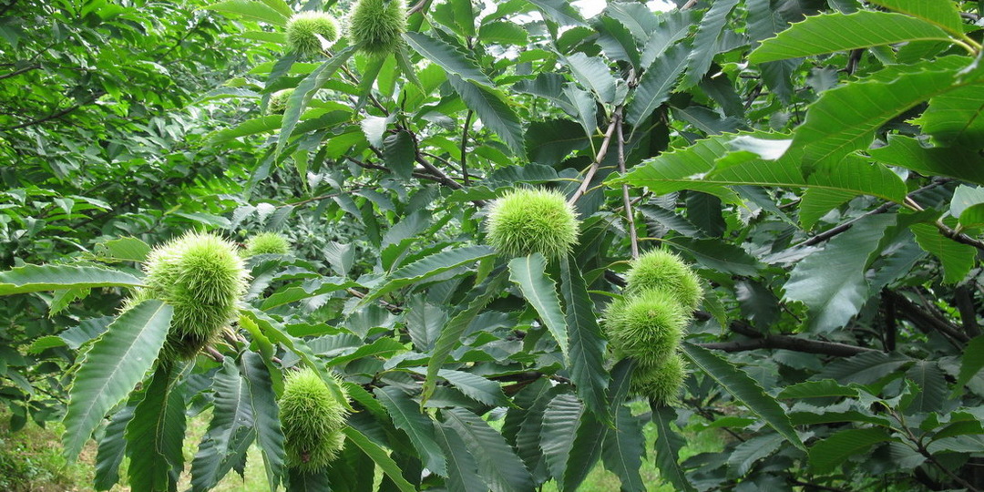 Каштан: два брата — два подхода