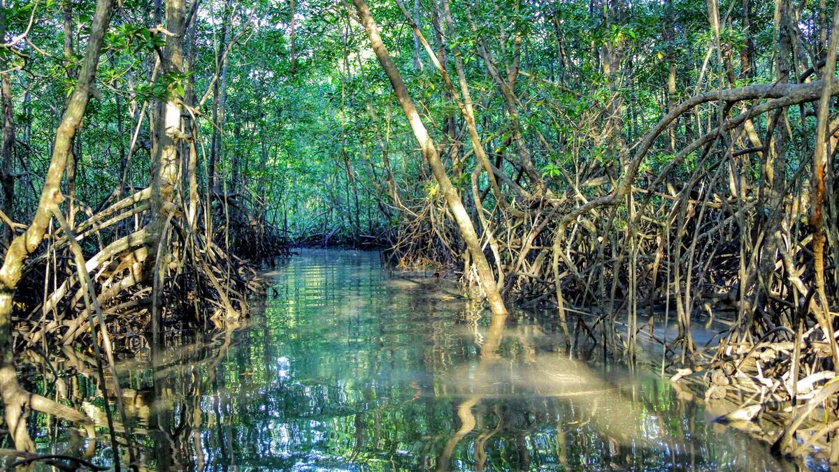 Мангровые болота острова Рамри в штате Ракхайн, Мьянма. https://www.pew.org/zh/about/news-room/press-releases-and-statements/2021/02/01/pew-applauds-costa-ricas-bold-new-plan-to-protect-coastal-wetlands