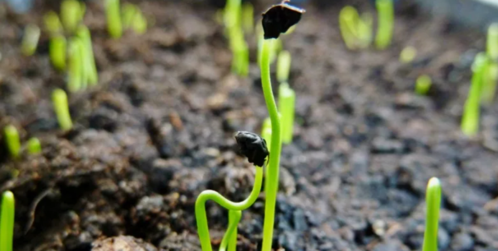 всходы семян лука