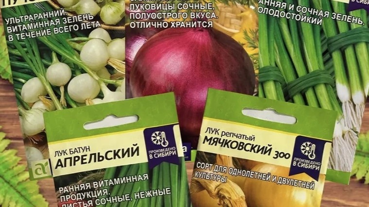 сорта лука