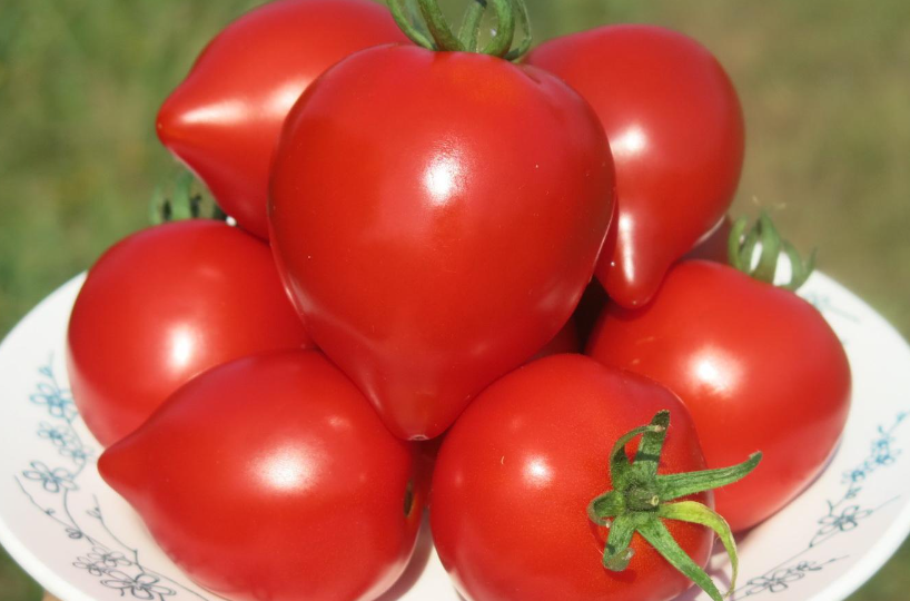 Богатый урожай на грядке: лучшие помидоры для рекордного сбора – обзор 7 сортов