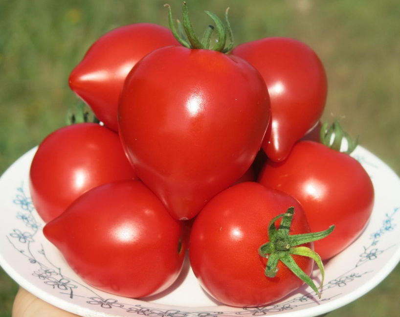 Томат Юбилейный Тарасенко – очень урожайный сорт