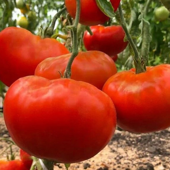 Томат Король королей – идеал для крупных плодов и рекордов