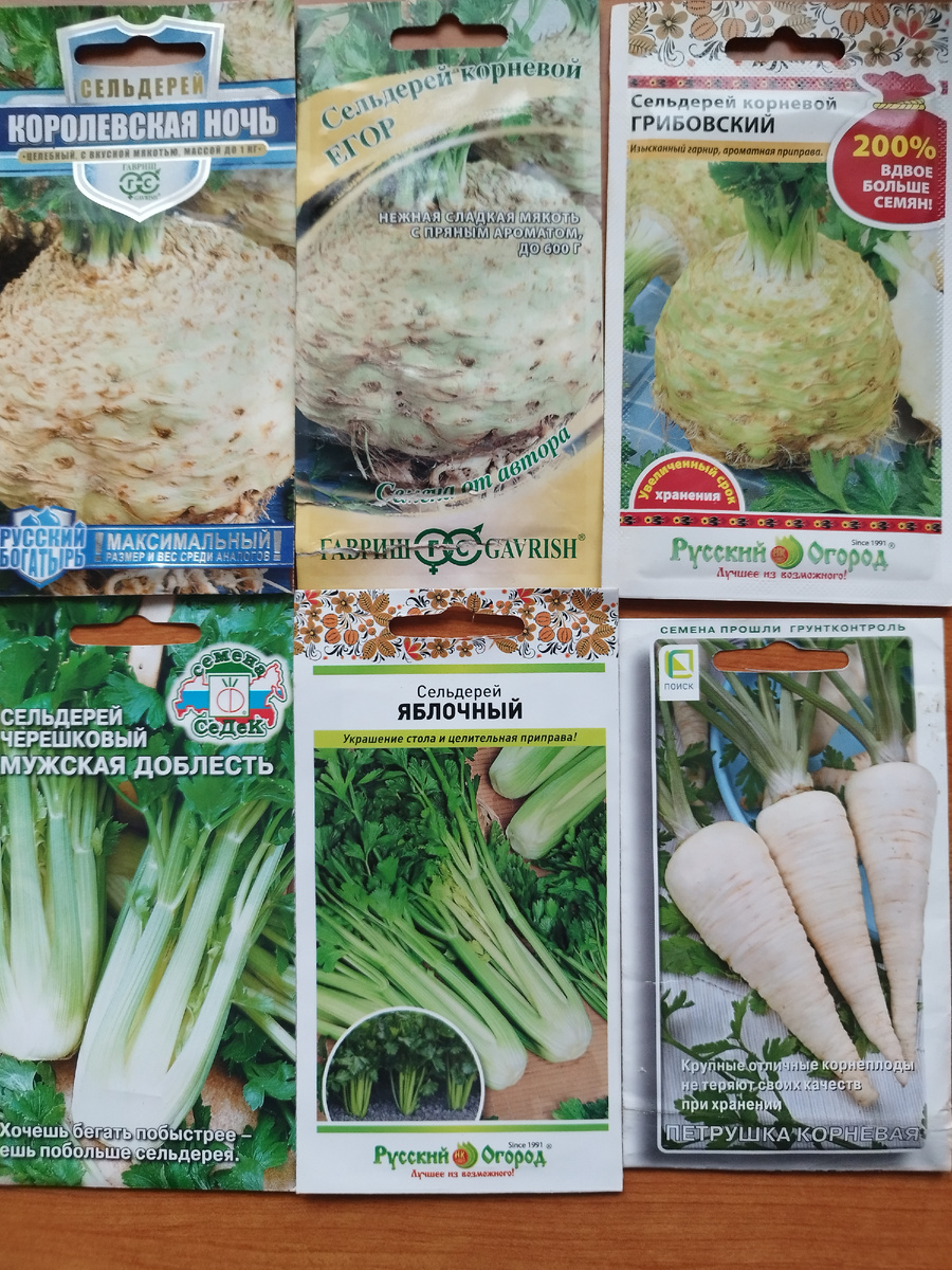 Мои сорта сельдереев и петрушки