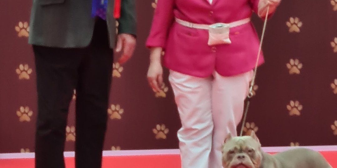 Ура, булли Лейла BOS, 1 место на «The Best Russian Dog Show» РКФ