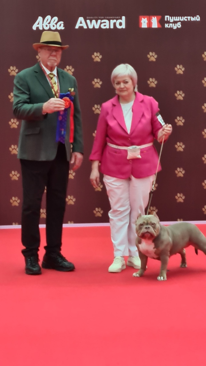 Булли Лейла - Best of Opposite Sex, 1 место на «The Best Russian Dog Show» (РКФ) Большой ринг, 14.02.2026