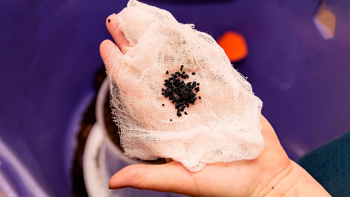 замачивание семян лука