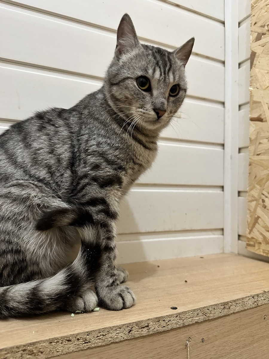 Вот такого котика мы тоже пристраивали. Но поехал не через нас в своё не очень светлое будущее