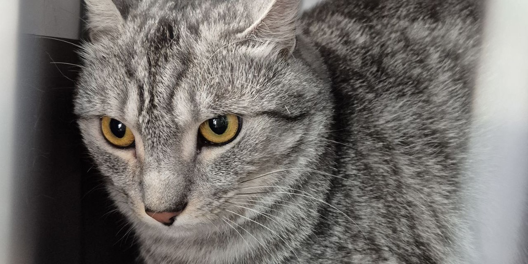 Хочется писать текст в день возврата собаки или кошки. Но эмоций будет больше, чем мыслей по делу. Что же происходит с людьми?