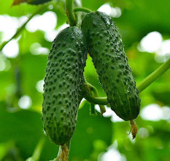 Проверенные сорта огурцов для богатого урожая на вашей даче – обзор 5 сортов