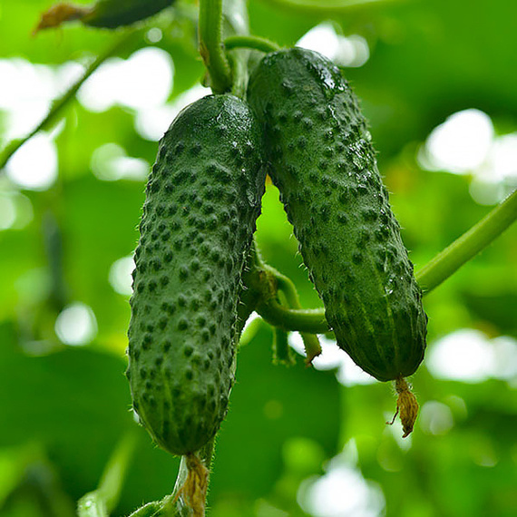 Огурцы Герман F1 — лидер по ранней и обильной отдаче