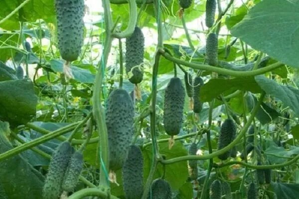 Огурец Засолочный — классика, проверенная годами