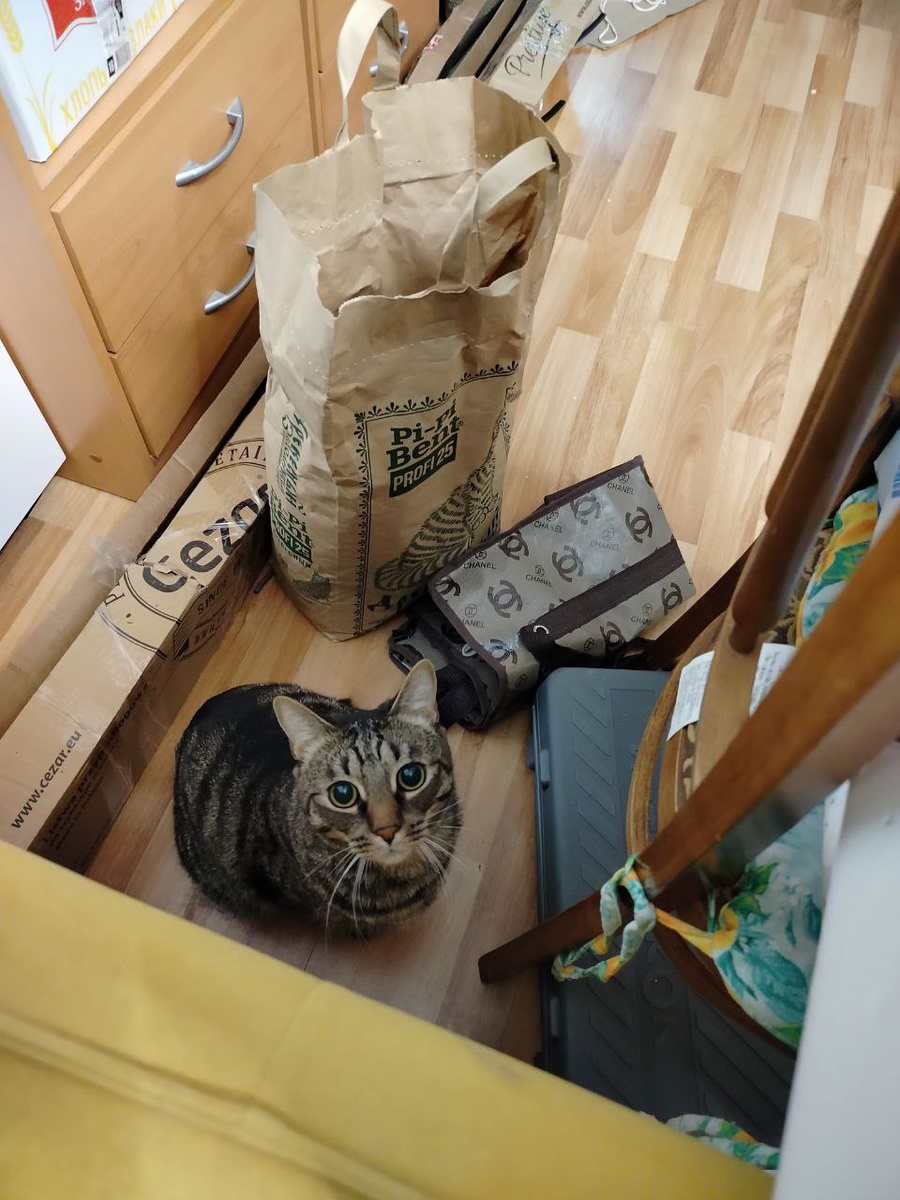 Котик друзей 