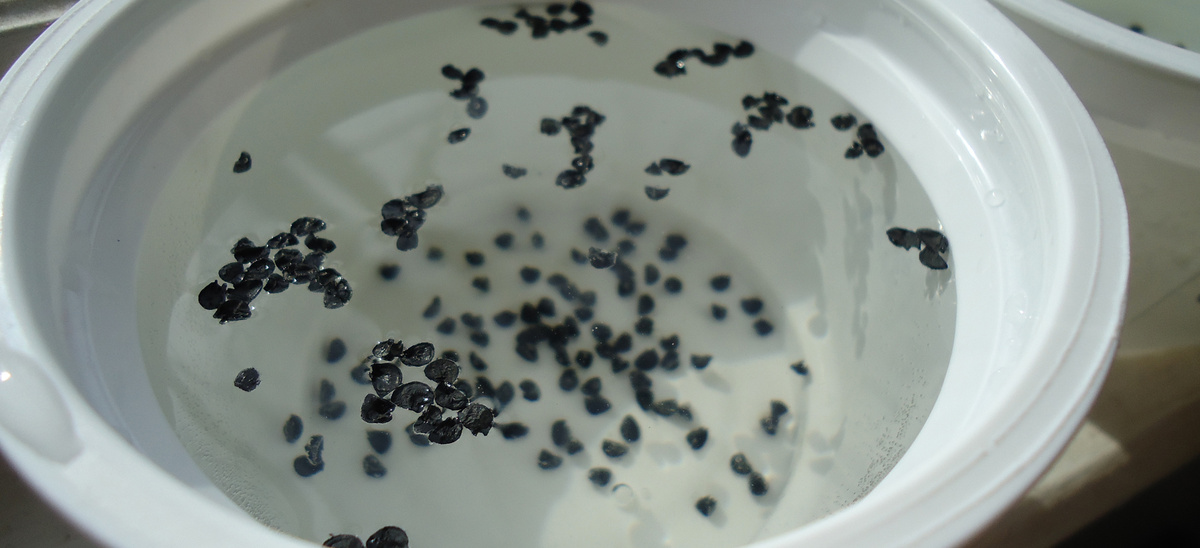 В чем замочить семена лука для быстрых всходов