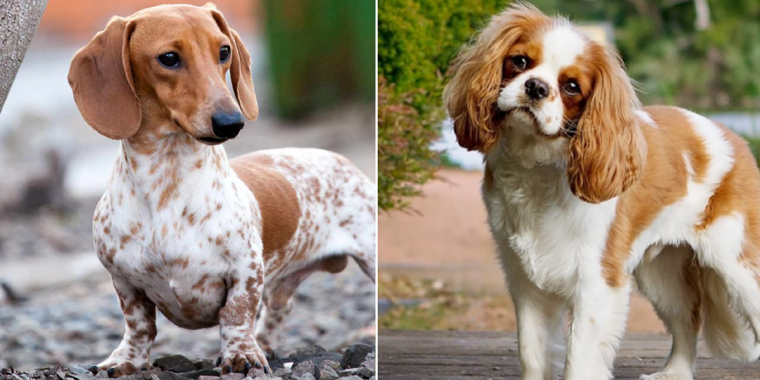 Можно навредить: 7 пород собак которым не рекомендуется носить ошейник