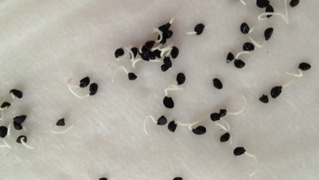 Как прорастить семена лука дома