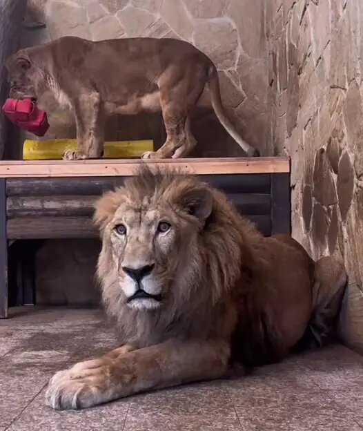    Фото: скриншот из видео пресс-службы Ленинградского зоопарка.