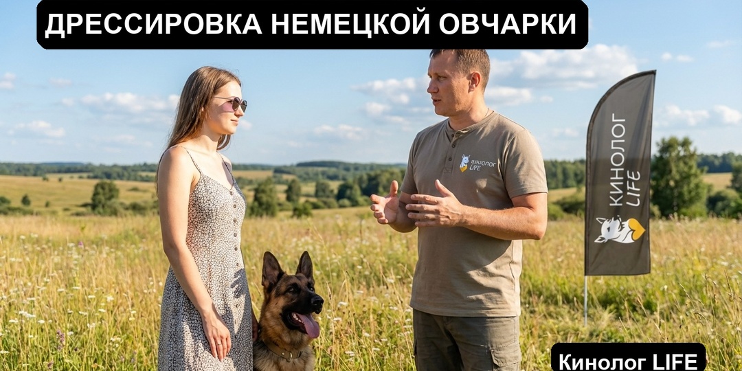 Дрессировка немецкой овчарки: воспитание и команды с нуля