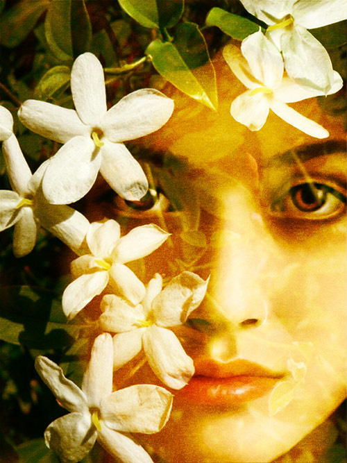 В ароматерапии жасмин используют как афродизиак. Известно, что он поднимает настроение и помогает при депрессии. 