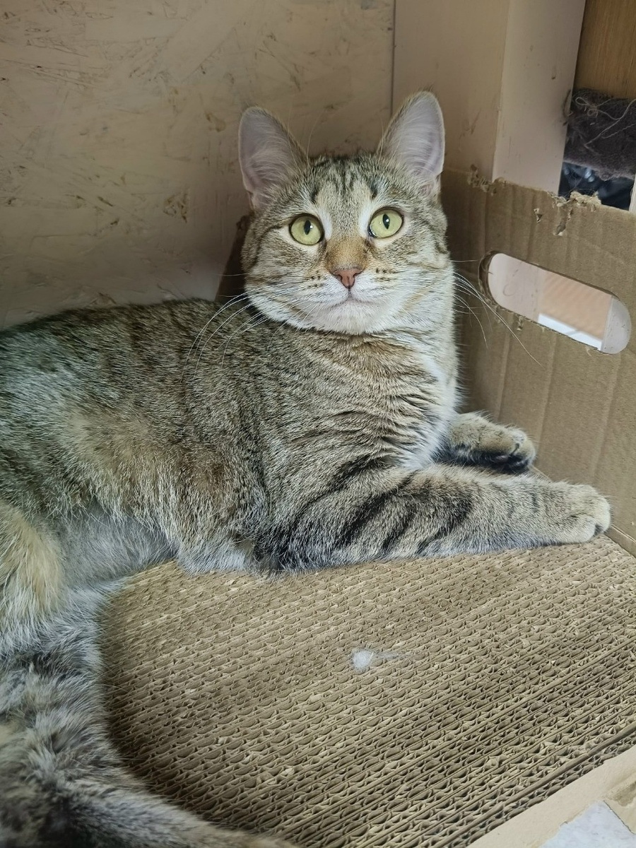    Красавица Светочка. Фото: котофонд