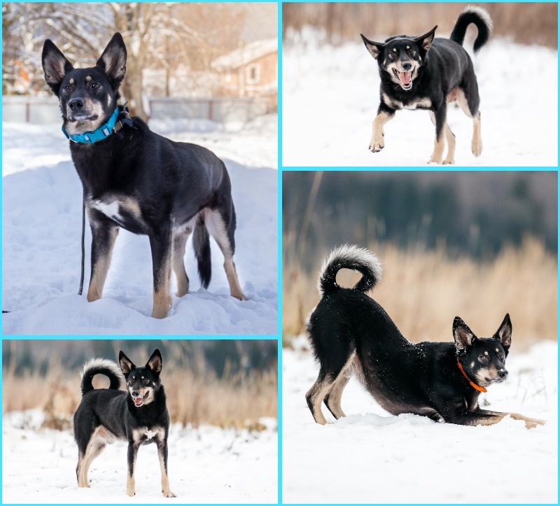 МОСКВА И МО
МЭЙСОН 6 лет 🐾
Симпатичный метис овчарки ростом 35 см, друг и компаньон очень ждёт своего хозяина. Это может быть любой человек, любящий животных.
Подойдёт в квартиру или частный дом, умеет хорошо гулять и тихо ждать хозяев (можно оставлять одного). Мэйсон послушен, больше всего любит домашние тепло, сытость и сон. Детство он провёл в приюте, долго проходил социализацию, сейчас проживает на передержке в Мос.обл.
👉 Привит, кастрирован, обработан от паразитов.
Желаете познакомиться?
☎Алексей 89262187889 (звонки, вотсапп, телеграм)
#foto_hvost #фотохвост #помогаю_инфомационно_Мэйсон
фотоархив: https://vk.com/album-171116447_307990366
ссылка для репоста: https://vk.com/wall-171116447_77942 