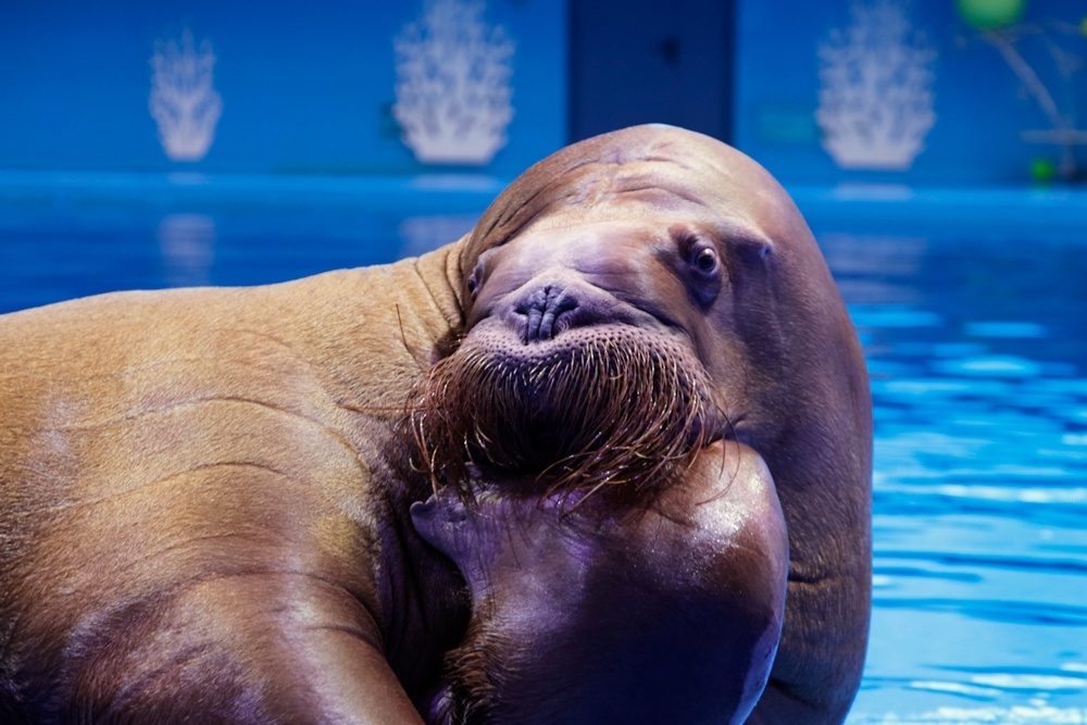    Фото: Пресс-служба Приморского океанариума