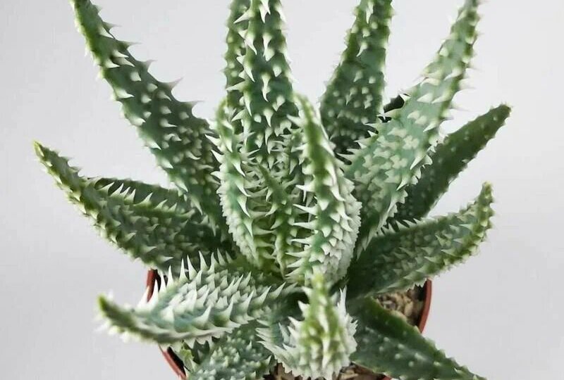 17 редких и уникальных сортов алоэ для вашего дома и сада