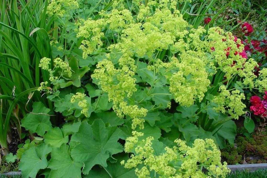 Неконтролируемый рост - если не ограничивать рост растения, оно может занимать весь цветник.