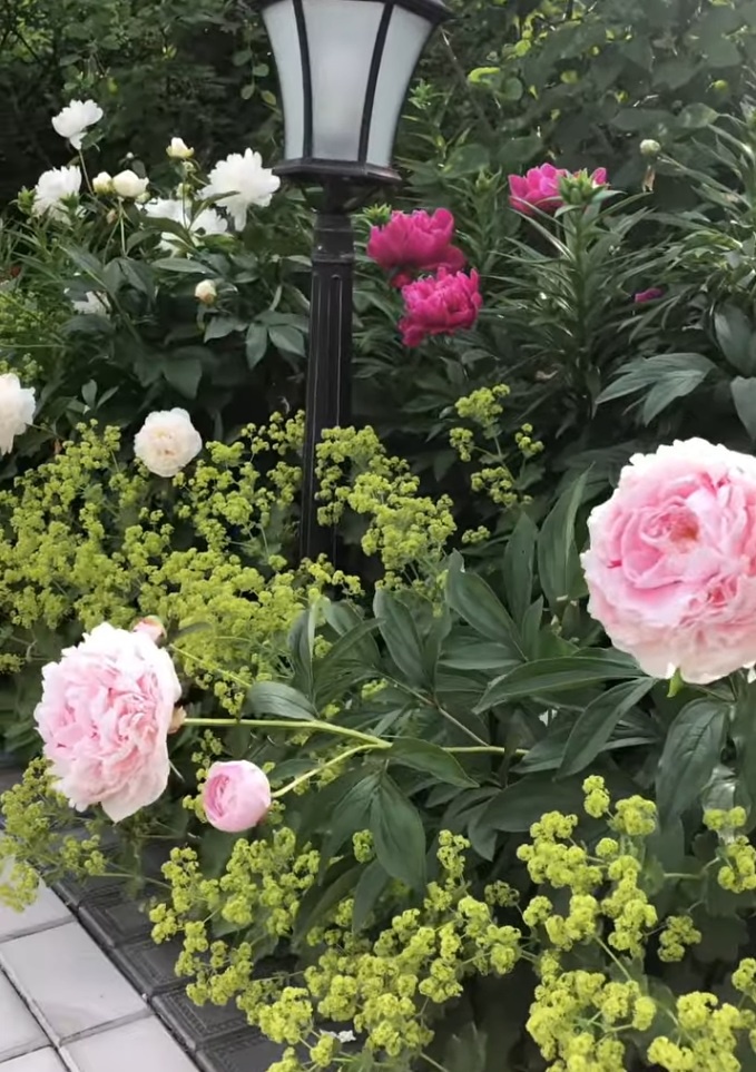 Манжетка прекрасно смотрится в компании с пионами