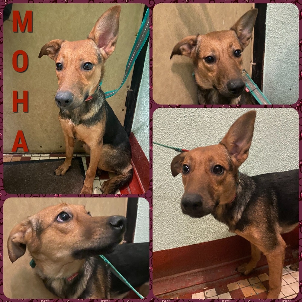 МОСКВА И МО
Нежная Мона готова отдать своё трепетное сердце в надёжные руки. Просто загляните в её глаза. 💔
Девочка с тонкой душевной организацией будет рада жить с людьми в мире и согласии. Её благословенные огромные ухи то забавно торчат, то внезапно падают. А глаза так и ищут своего человека.
Однажды её уже предали - бросили на помойке с братьями и сестрами, но Мона этого не помнит. Поэтому начнёт жизнь с чистого листа.
🐾 Моне 9 месяцев. Она обработана от глистов. Привита. Здорова.
Приучена к трехразовому выгулу. Рост чуть ниже колена, выше не вырастет.
Мона ласковая, но осторожная. Нужно немного времени, чтобы она начала доверять и привыкла к человеку, но она очень ждёт того, кому поверит всем своим сердцем и душой.
Очень ждем семью для малышки
☎ 89264748718
#foto_hvost #фотохвост #помогаю_информационно_Мона
фотоархив: https://vk.com/album-171116447_308572745
ссылка для репоста: vk.com/wall-171116447_80381 