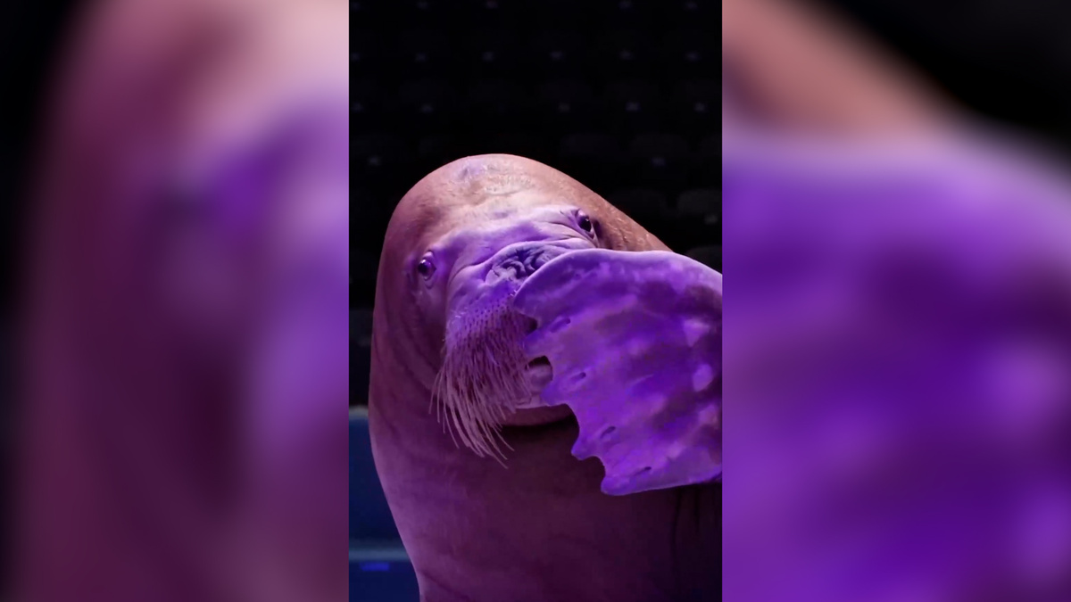    Первый канал