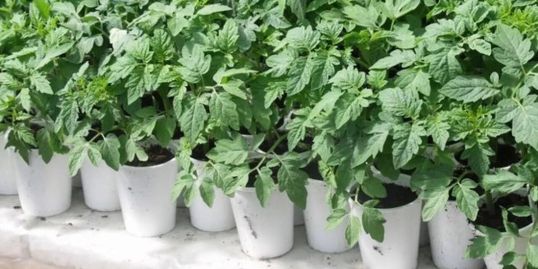 🍅 Крепкая рассада помидоров получится только в эти 3 дня февраля. Мой 20-ти летний опыт