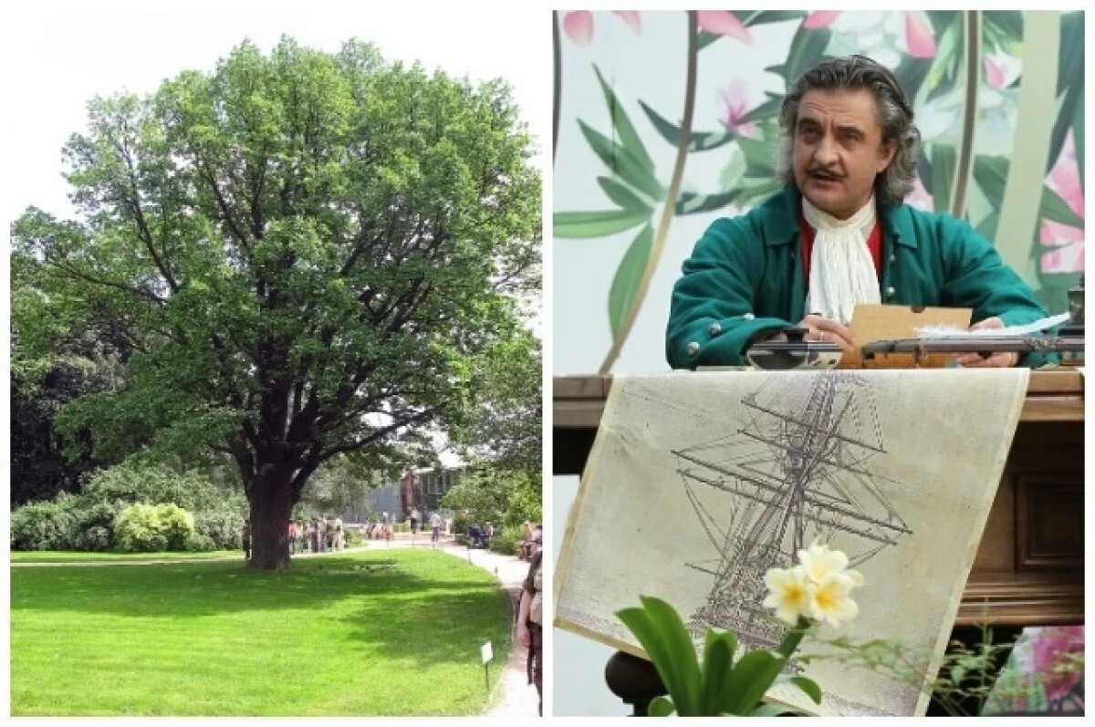    Дуб черешчатый; посажен, вероятно, Георгом Францевичем Гофманом; Спектакль «Петр I» в постановке Владимира Драгунова в Ботаническом саду МГУ «Аптекарский огород» в Москве.