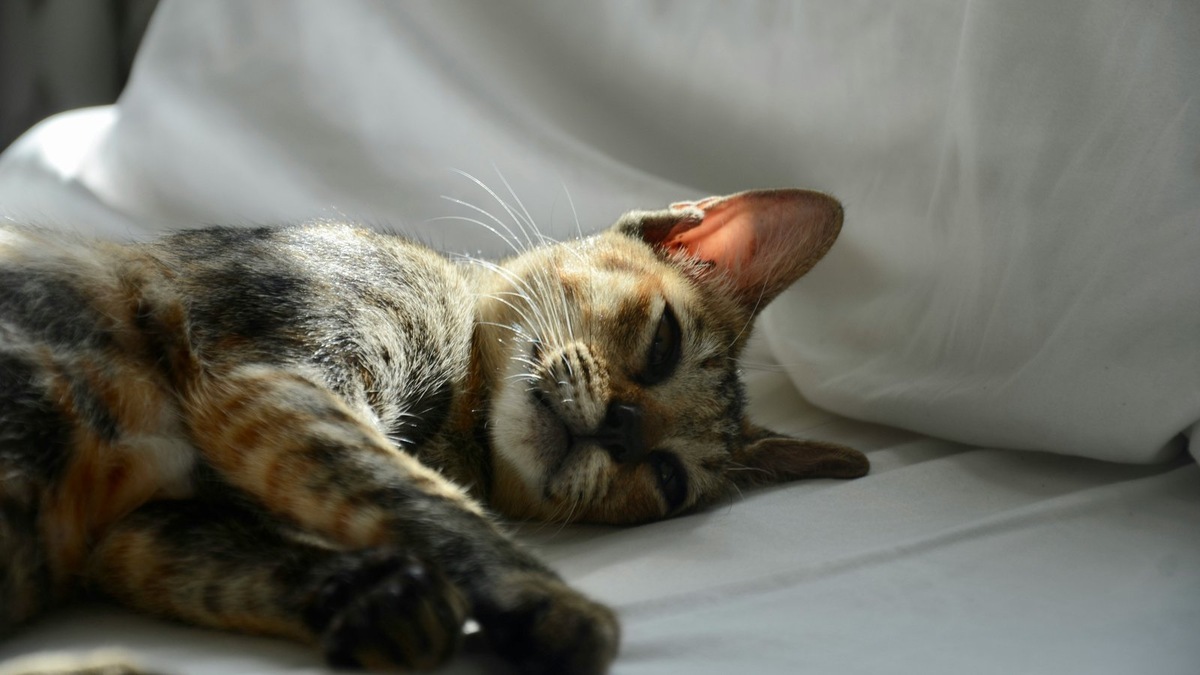    Желтуха может появиться по множеству причин