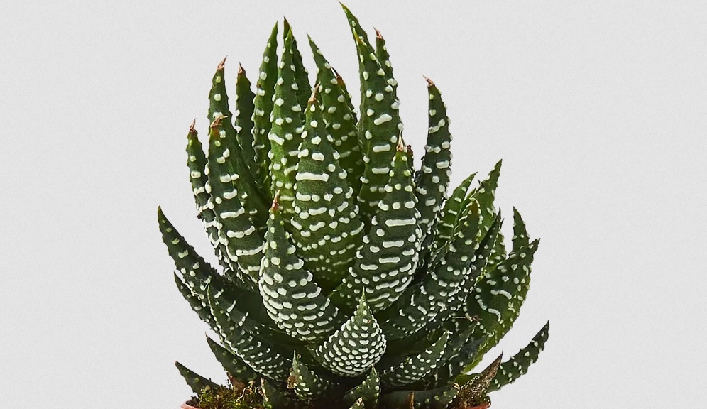 Haworthia