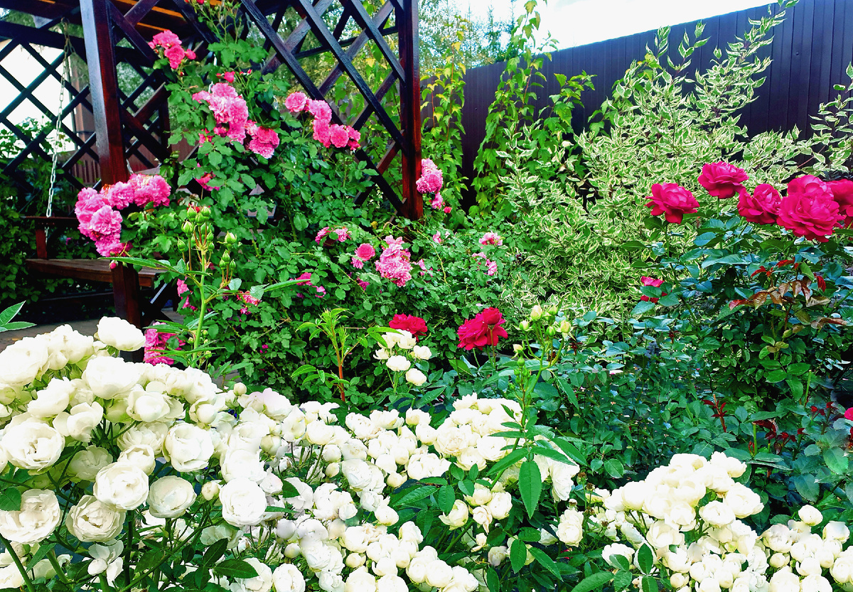 Роза Вайт Морсдаг в моём саду. Цветение в первый год посадки. Последняя волна цветения. Сентябрь. На фото три куста или почти три. Не все попали целиком в кадр. Вообще их у меня было посажено четыре, но один куст вообще остался за кадром.