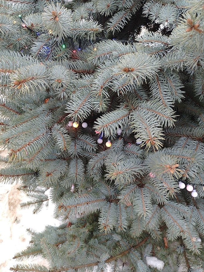 Фото автора.