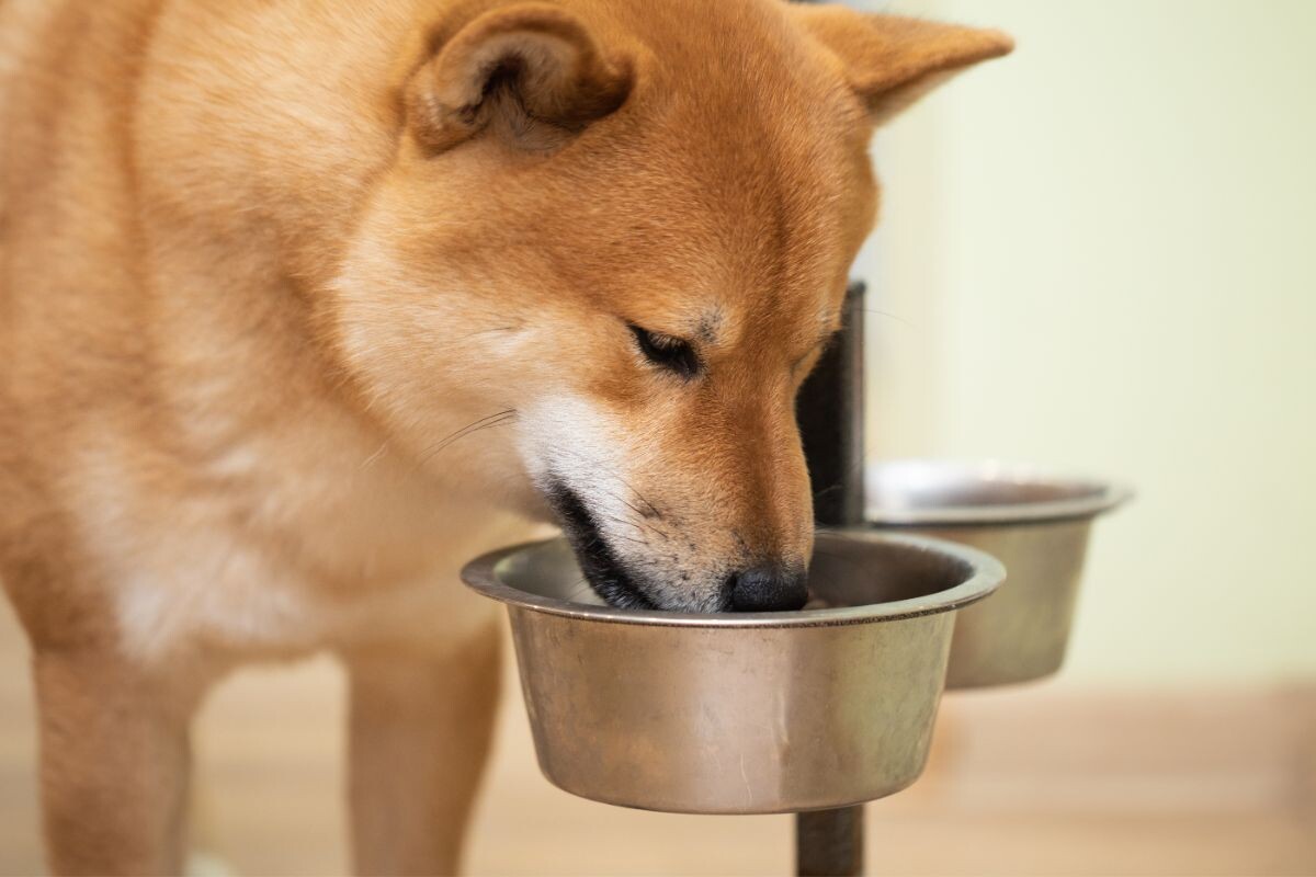 Собака ест корм с миски на подставке