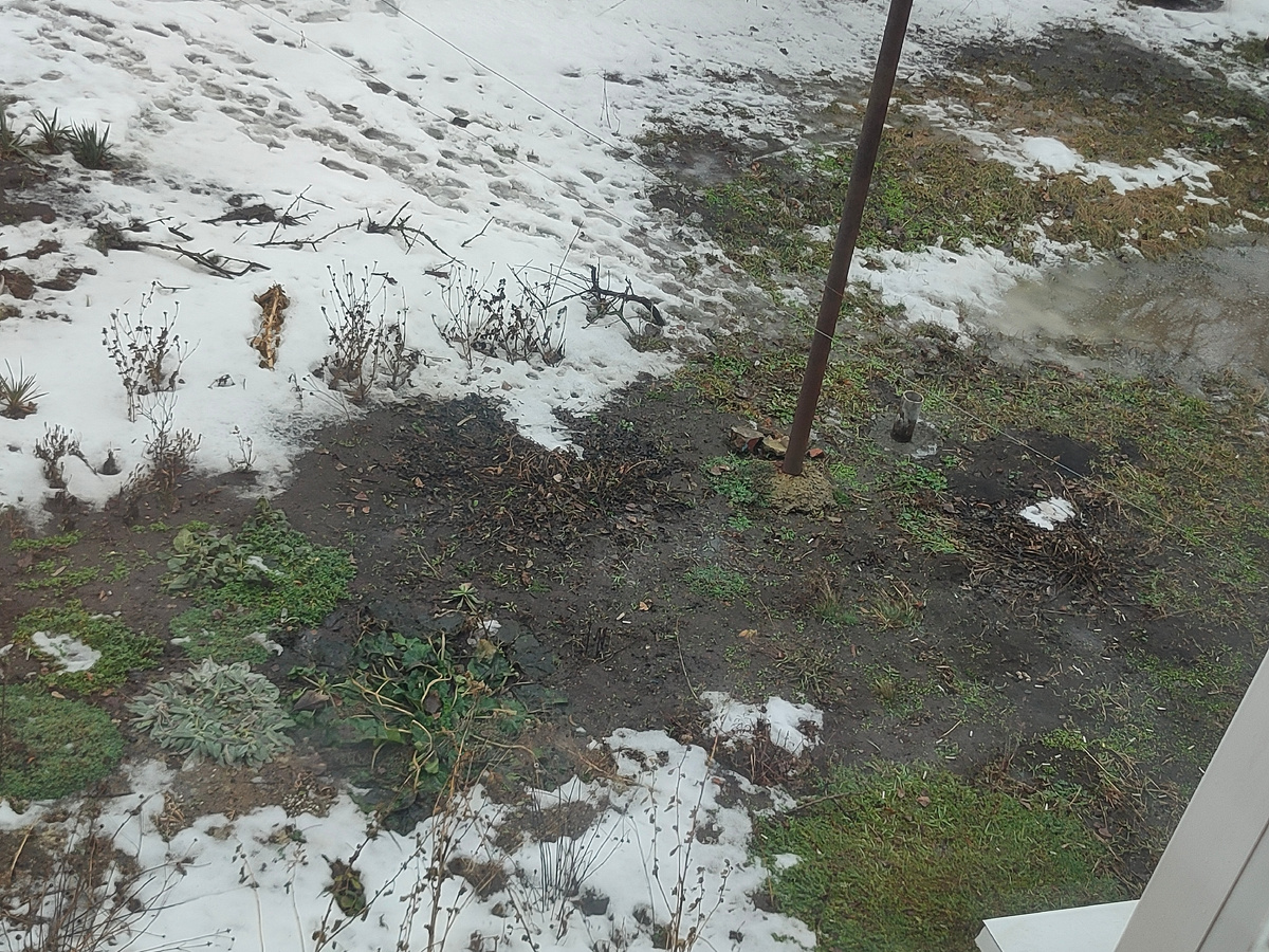 Наша клумба