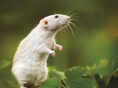    Найдена альтернатива мышам и крысам в научных экспериментах