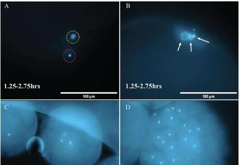    Восковая моль (Galleria mellonella)