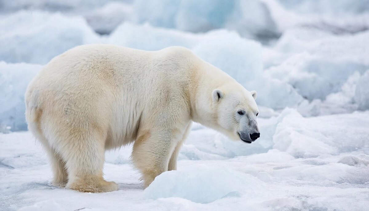    Изображение сгенерировано нейросетью
