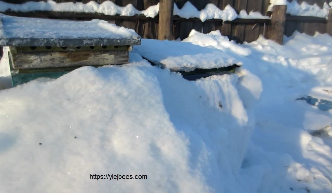 После снегопадов некоторые ульи сильно засыпаны снегом, что может вызвать определенные проблемы в зимовке пчел