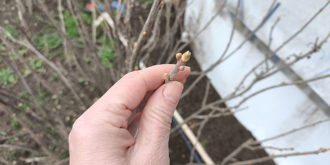 Зиму пережили?