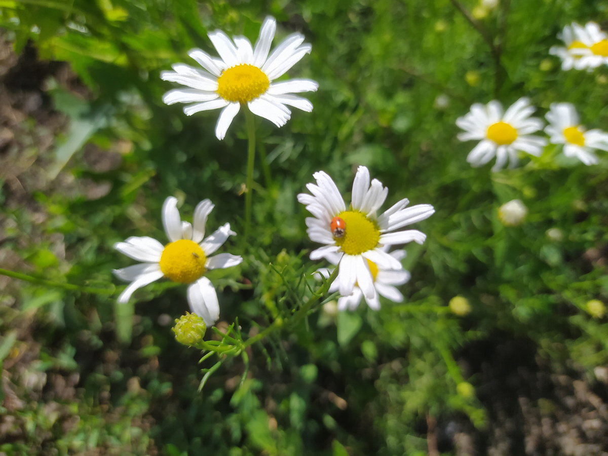 Символ Дня семьи, любви и верности. Фото автора