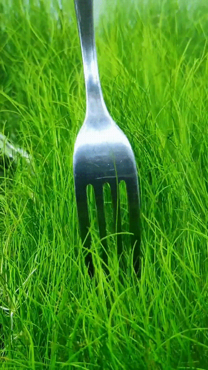 Мой элеохарис с подачей СО2 из баллона. Причесываю. 